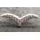 Wings Insignia
